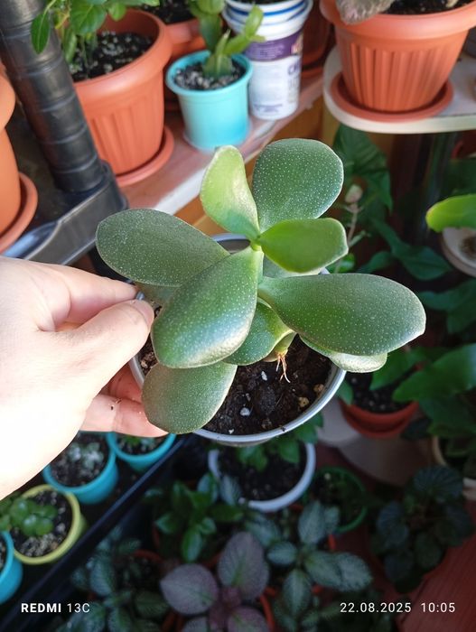 Продам растения по 1000 тенге