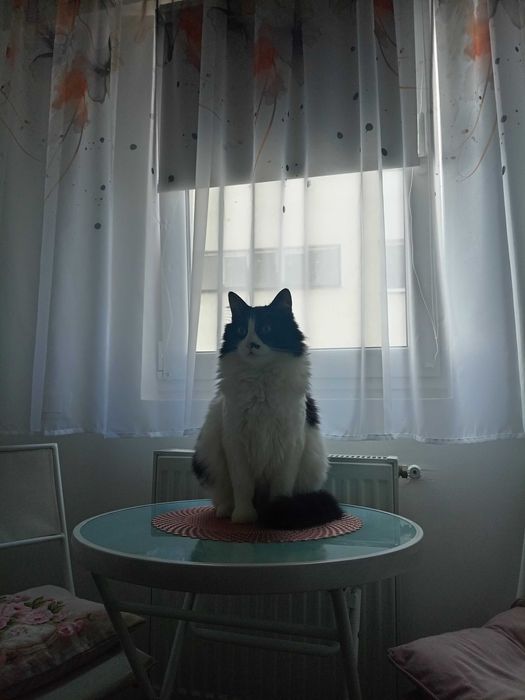 Sunt Joy  și am 4 ani și am nevoie de o casă  cu oameni iubitori.