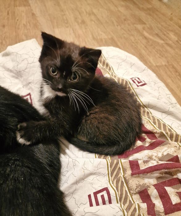 Отдам котёнка в добрые руки