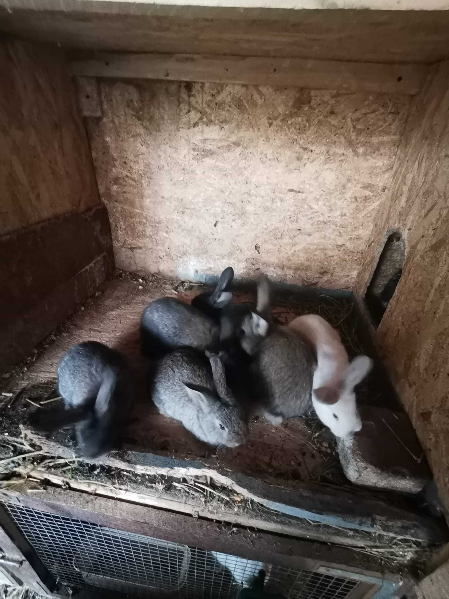 Pui iepuri de vanzare