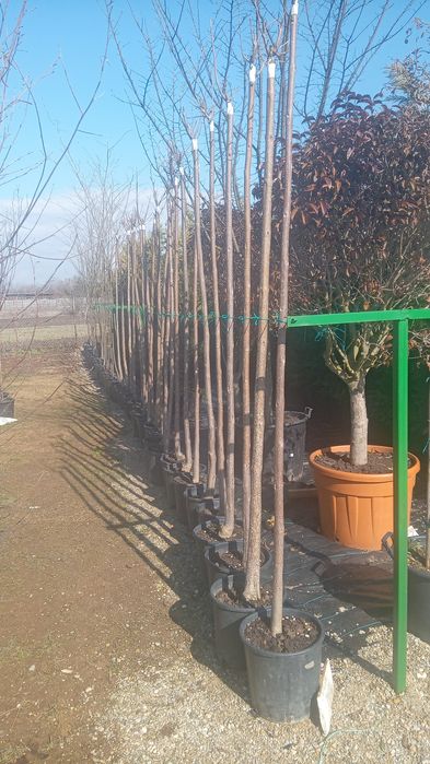 Copaci ornamentali diferite înălțimi