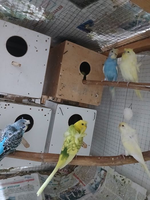 Babichkalar sotiladi soglom parasi 500 ming