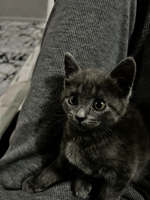 Кошка  Скоттиш страйт  британский