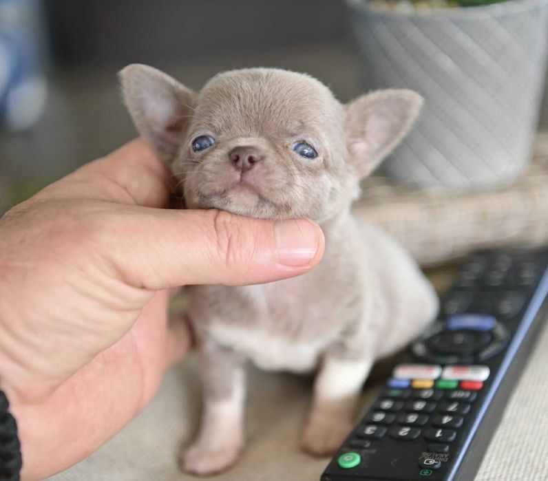 Женско миниатюрно чихуахуа лилаво