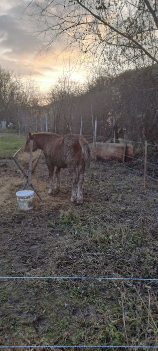 Mânz, de șapte luni