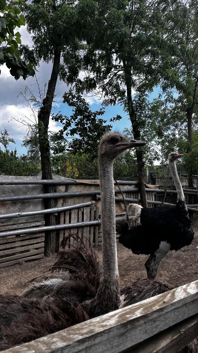 Vând familie struț