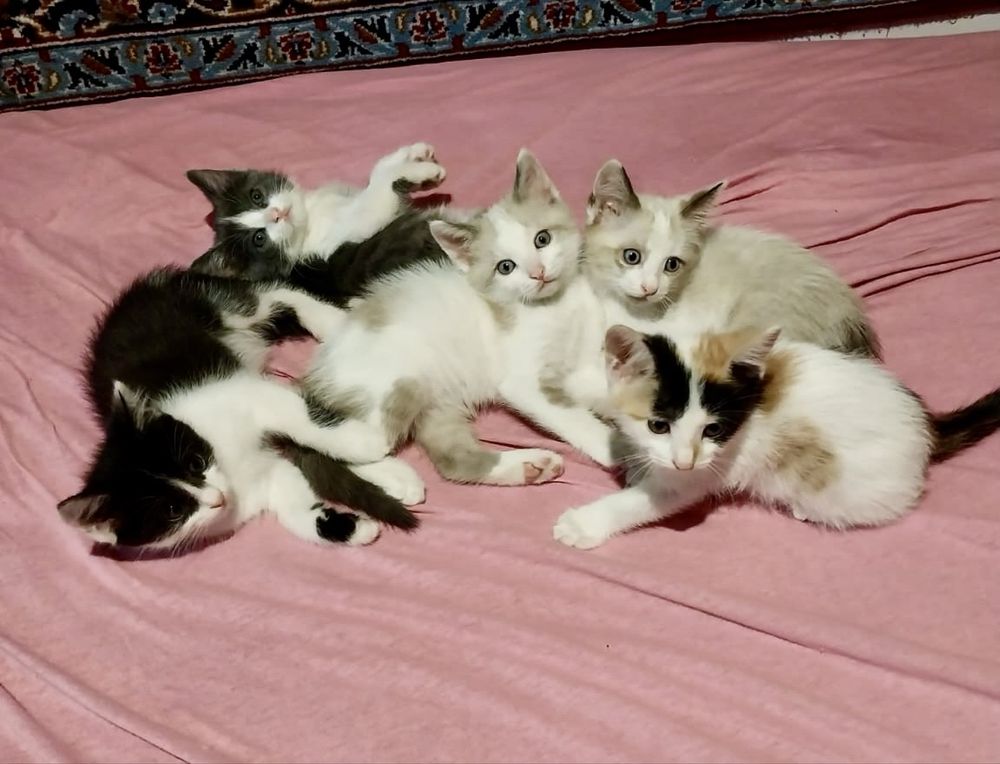 Отдам котят только в любящие руки