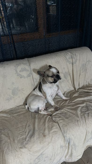 mascul budlog francez