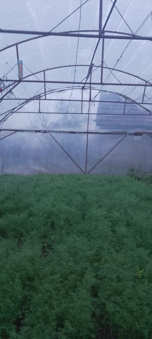 Marar verde bio proaspat