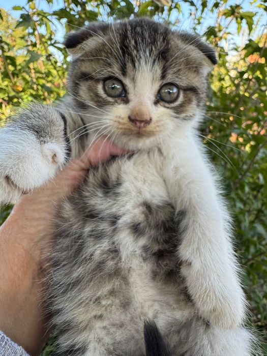 Котенок вислоухий