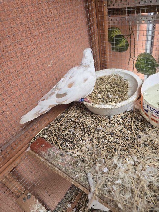 Turturele Razatoare de Vanzare