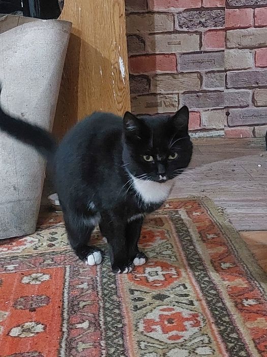 Котёнок подросток