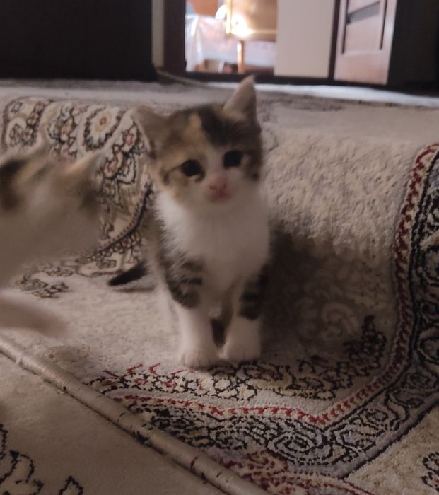 Котята (девочки)