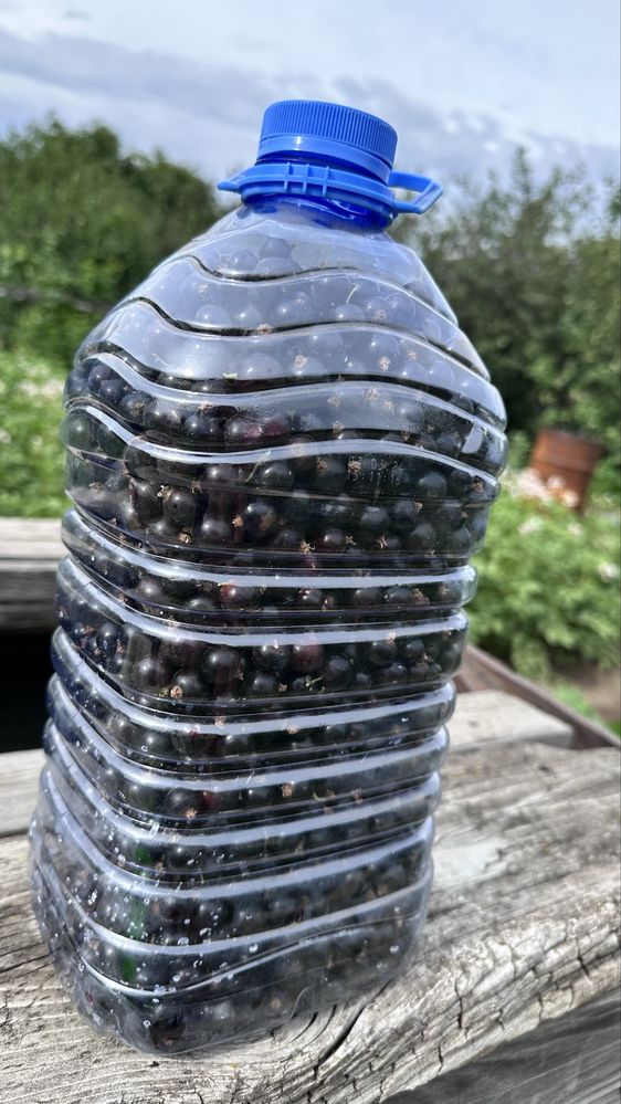 Продам черную смородину дачную