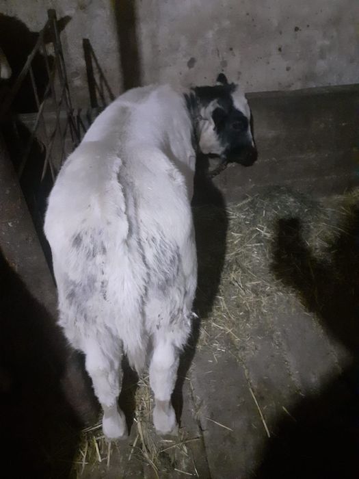 Vând vițea si un vițel