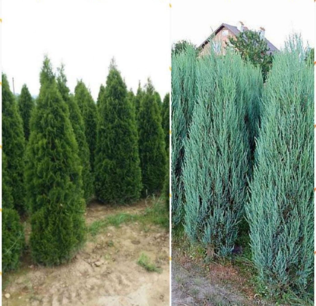 Plante aclimatizate % thuja smaragd/ columnaris _Leylandri/ barband