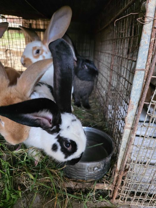 Vand iepuri de carne crescuti in gospodarie