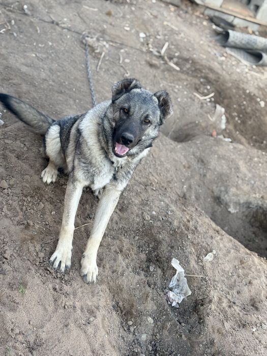 Продам собаку 5000тг Алабай