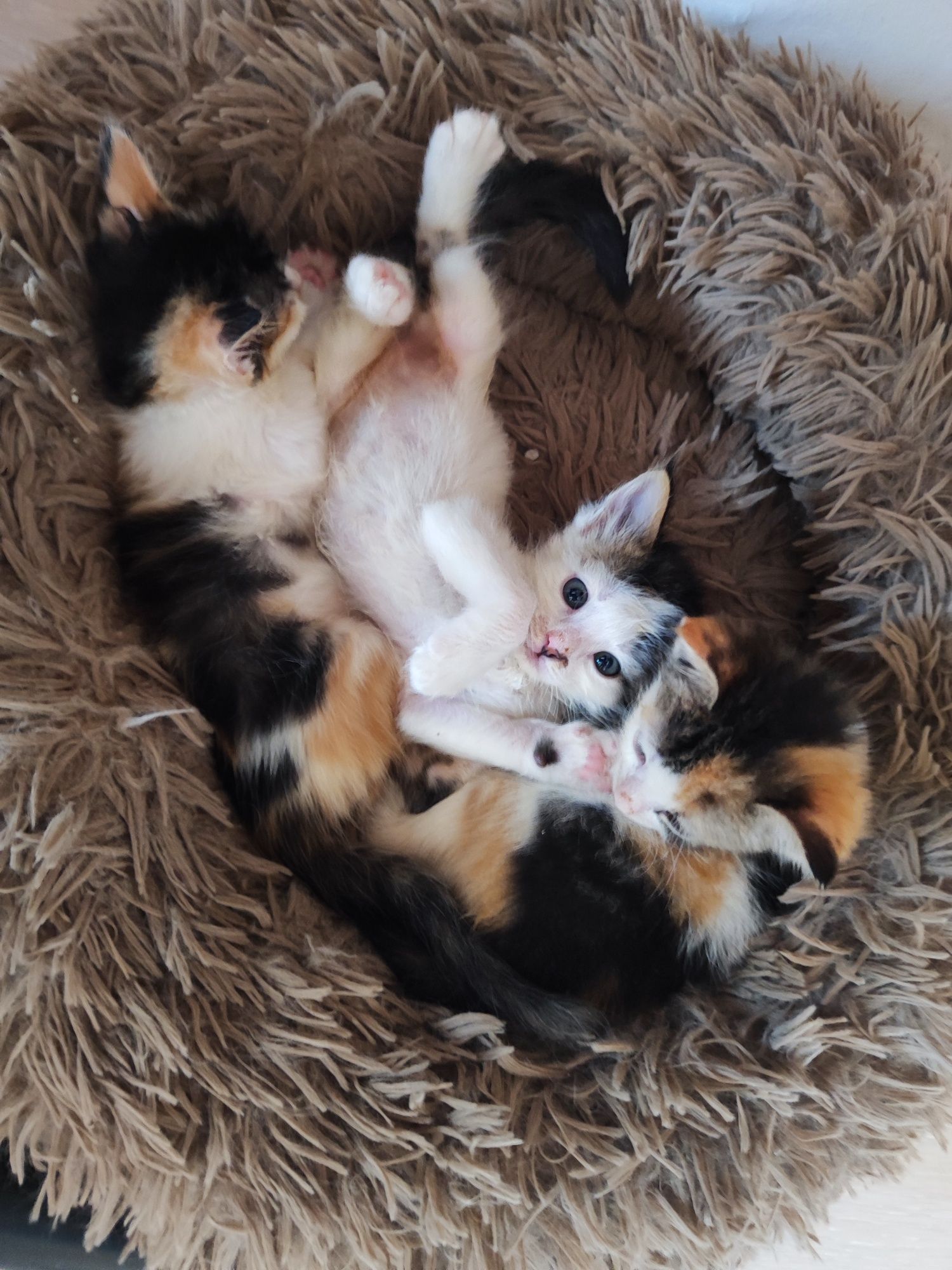 Подарявам котета