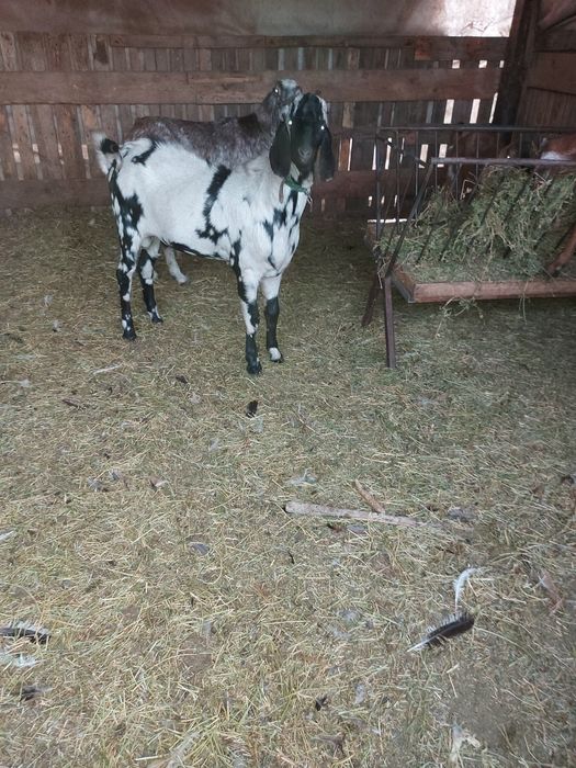 De vanzare capre anglonubian