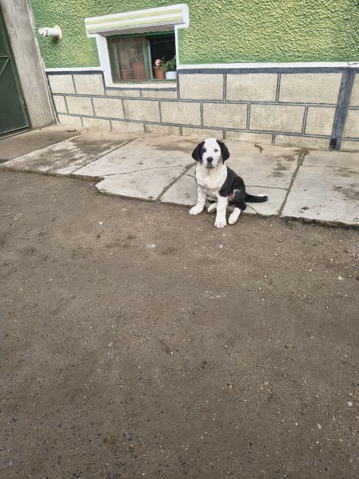 Ciobanesc de Asia Centrala( Alabai)