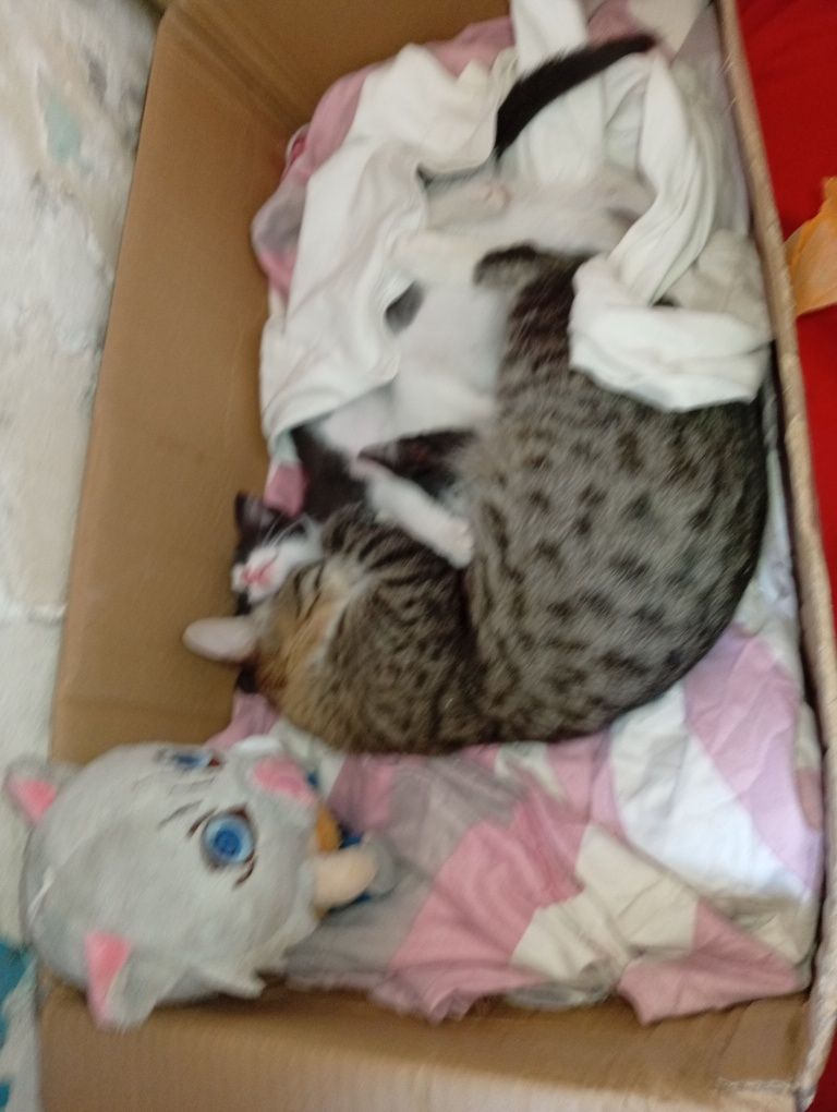 Котята без блохов приучить к латку и он чистые и блезняшки две девочки