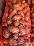 Caetofi rosii de vanzare 3500kg disponibil