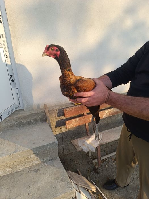 Даканг товук сотилади