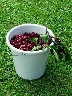 Продам садовую сладкую вишню