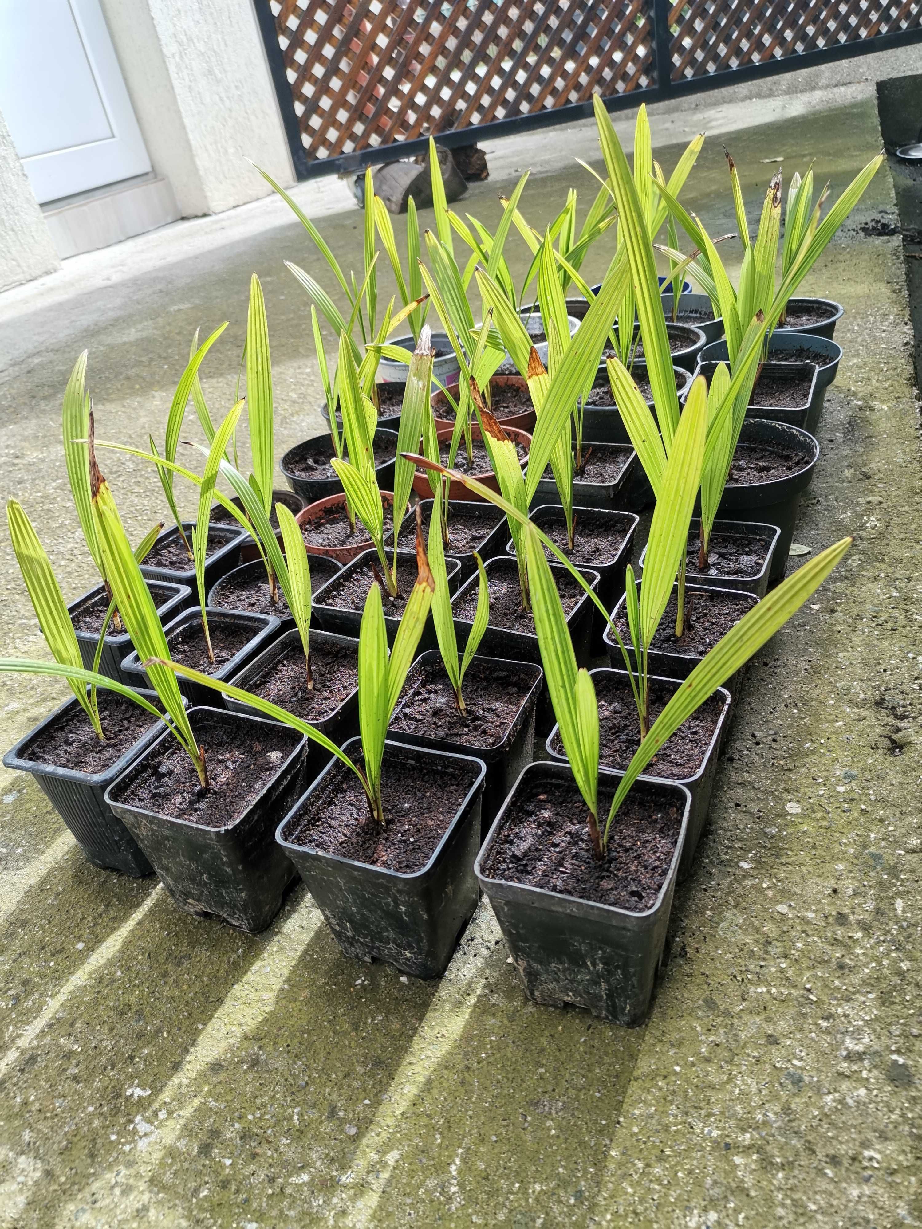 Palmier rezistent la ger - Trachycarpus fortunei.