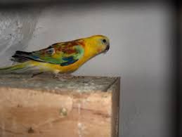 Papagali diferite specii