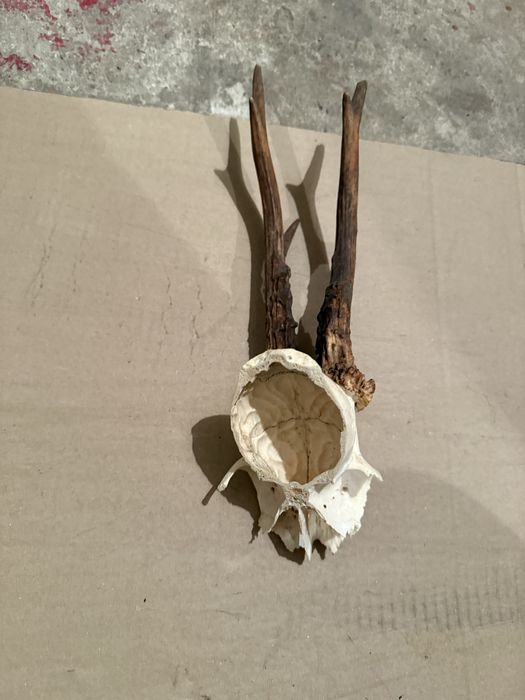 Продавам трофей от срънзак