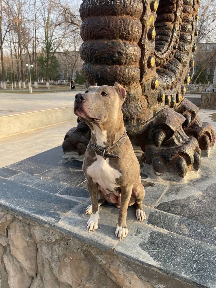 Навои !! Питбуль в добрые руки !! Pitbul yahsh kulga bepul
