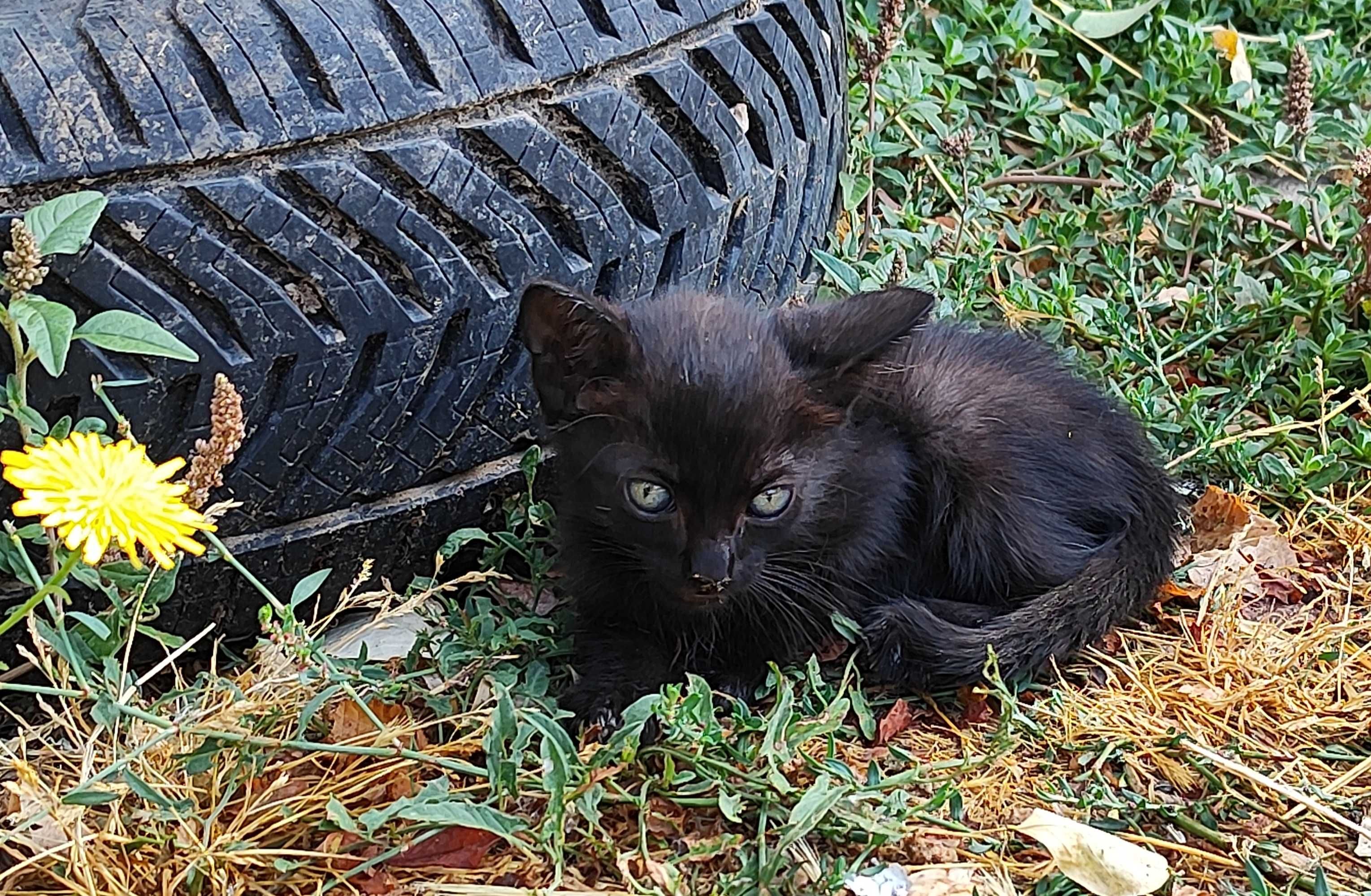 Котенца търсят своя Човек