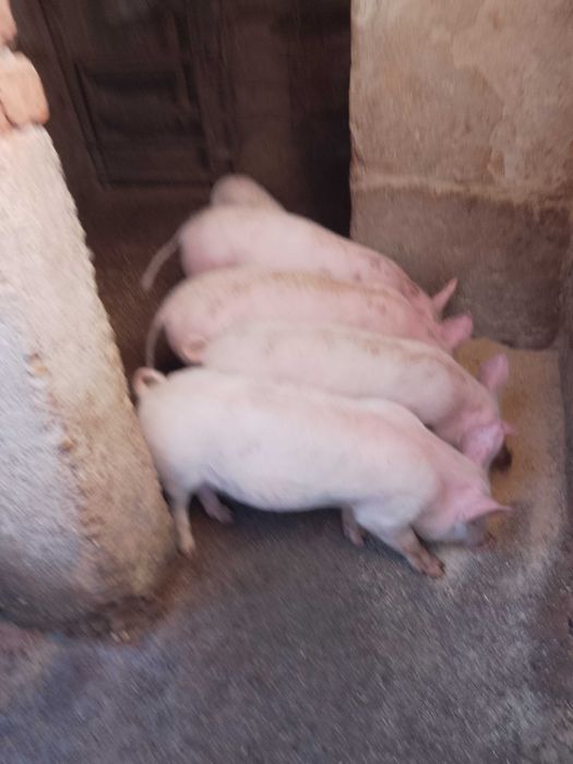 Свободни прасета от 25 кг до 180 кг