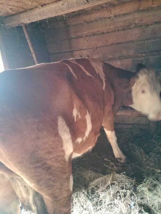 Vand vaca baltata romaneasca