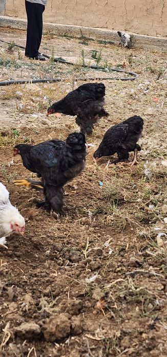 Brama tovuqlar va oddiylari sotiladi tovuqlar tuxumda narxlari har xil