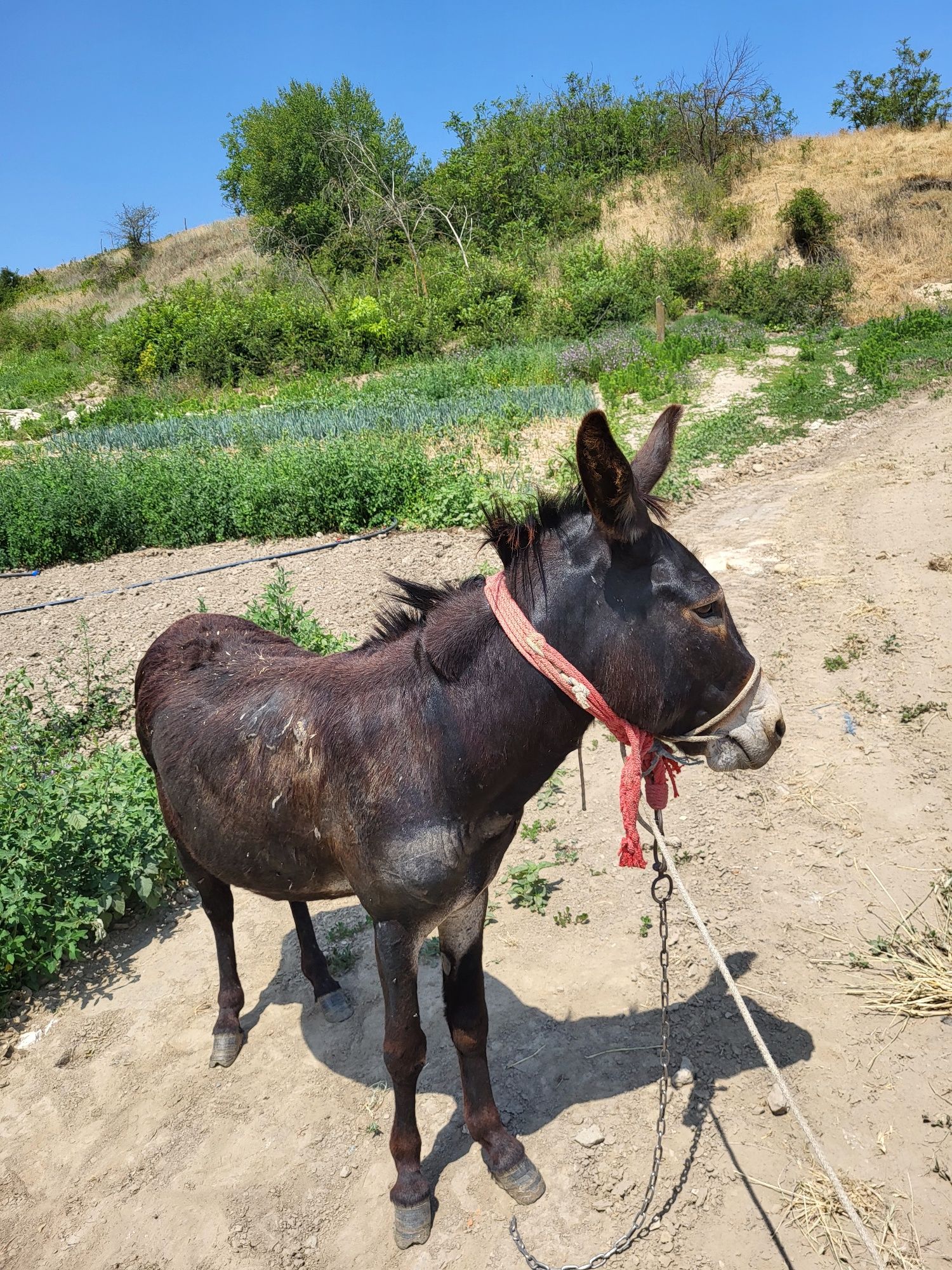 magar de vanzare