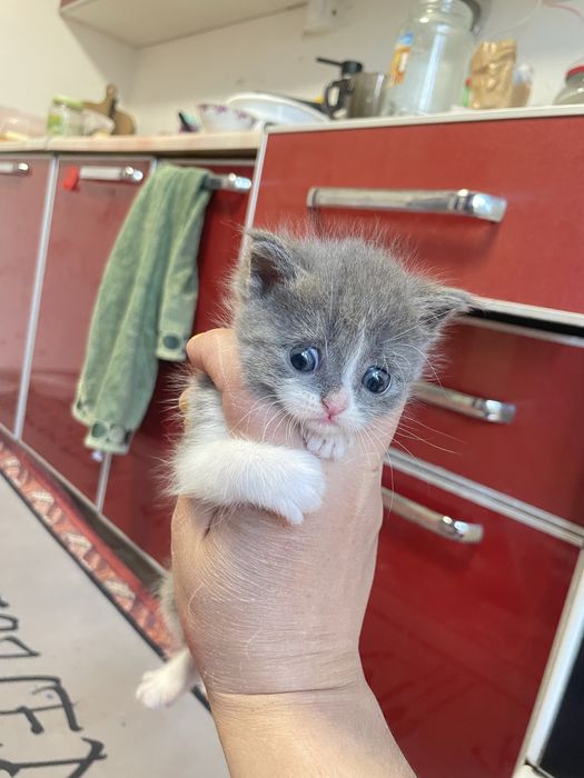 Mushukcha pers+ turetskiy van