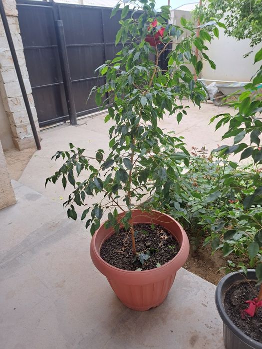 Комнатные растения