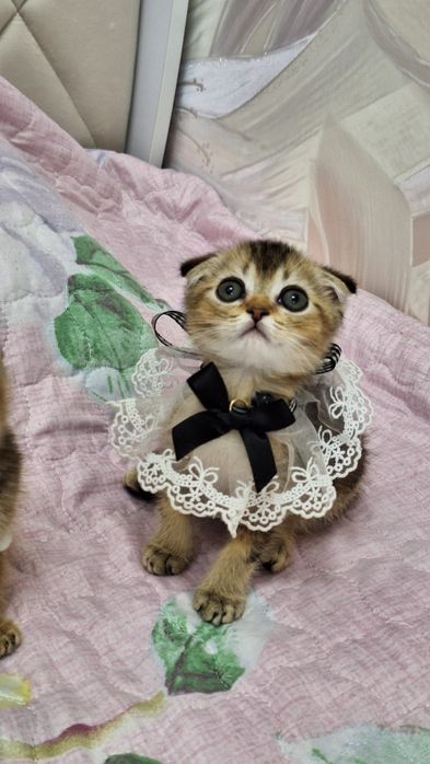 Прекрасный игривый мальчишка от правильной вязки