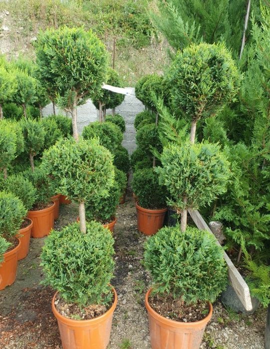 Glob aurea pe tija/  ilex , tuia 3 globuri ofer transport