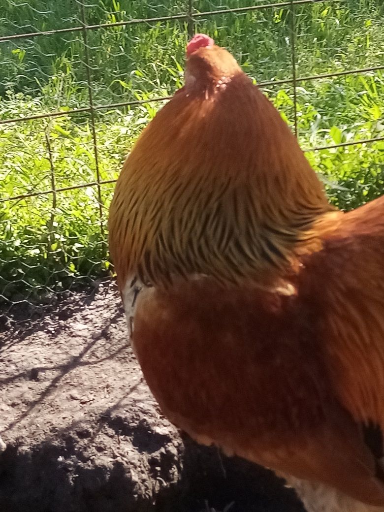 Vînd cocoș Brahma Columbia