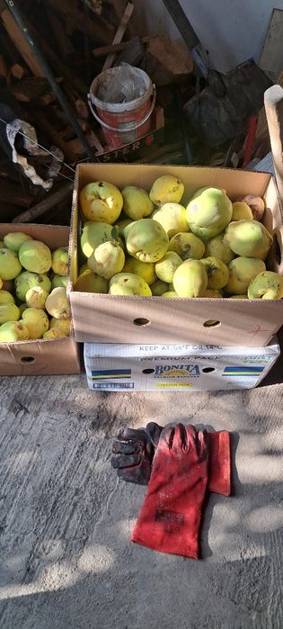 Gutui pt palinca