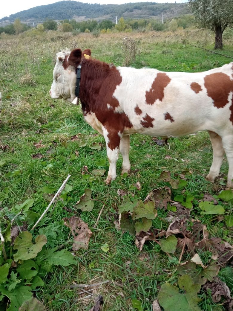 Văd tăurași aproximativ 400 kg