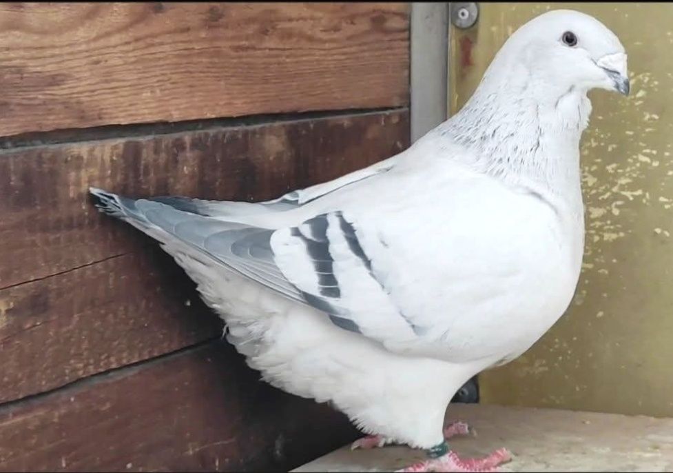 Porumbei Voiajorul românesc de frumusețe