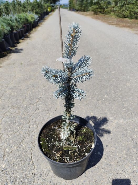 Picea Pungens 'Hoopsii' 20-30 cm – Brad Argintiu Hoopsii de Grădină