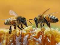 Miere de albine Producție proprie