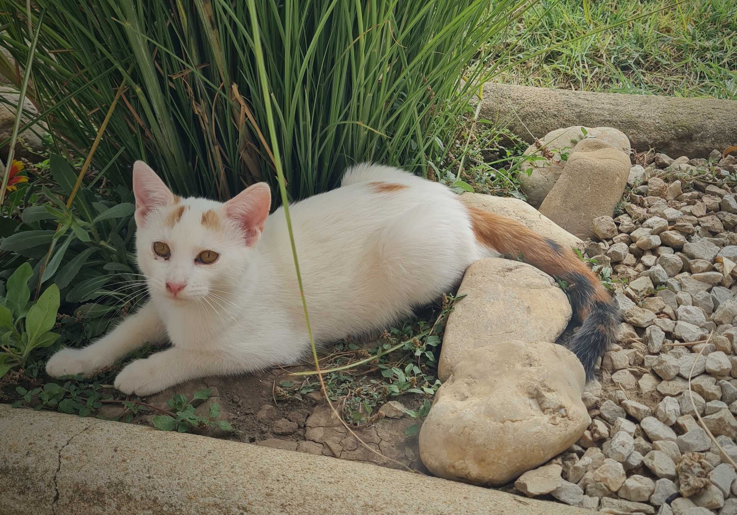 Подарявам малки котета