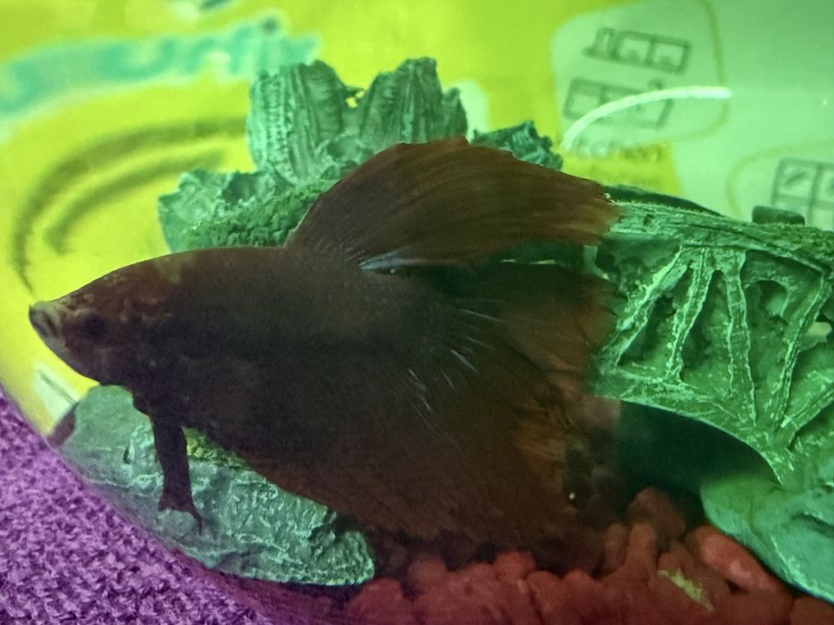 Betta  peste